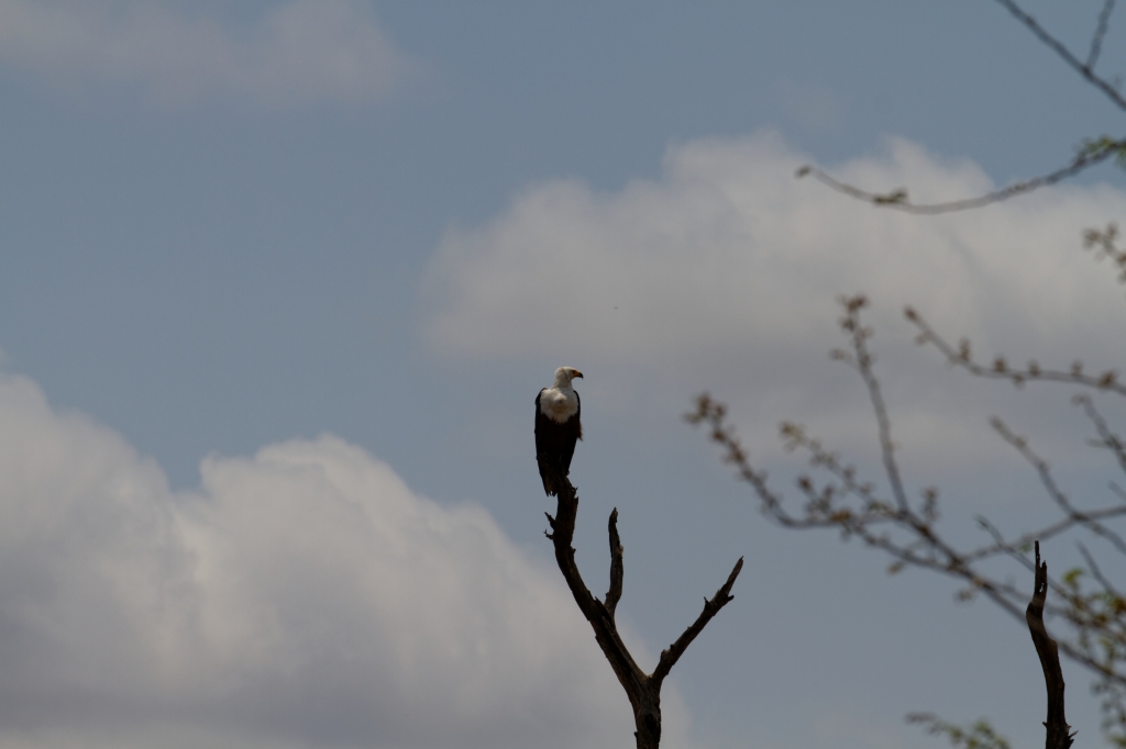 08 - Kruger NP (31)-Fish Eagle.jpg
